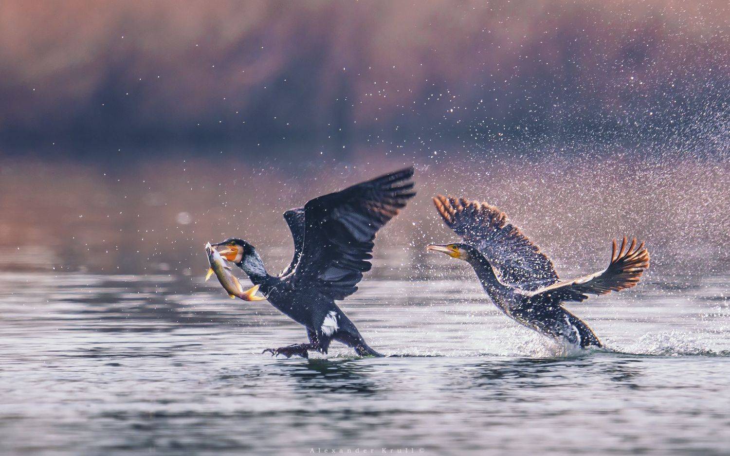 баклан, Круль Александр