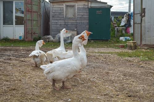 Жили у бабуси.