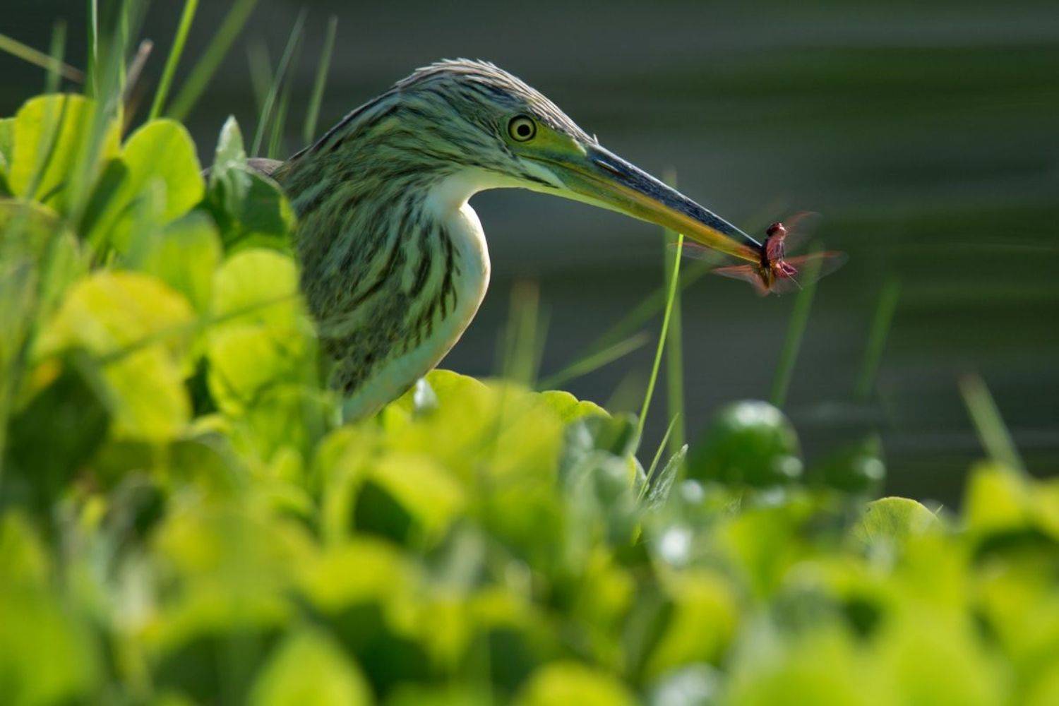 , Людмила Бекман