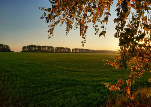 Вечер в поле.