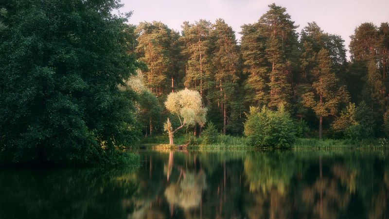 Лес у озера фото превью