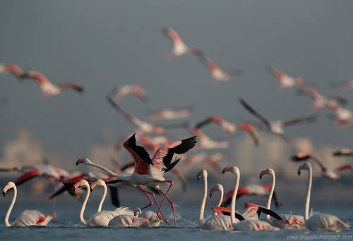 Greater Flamingos