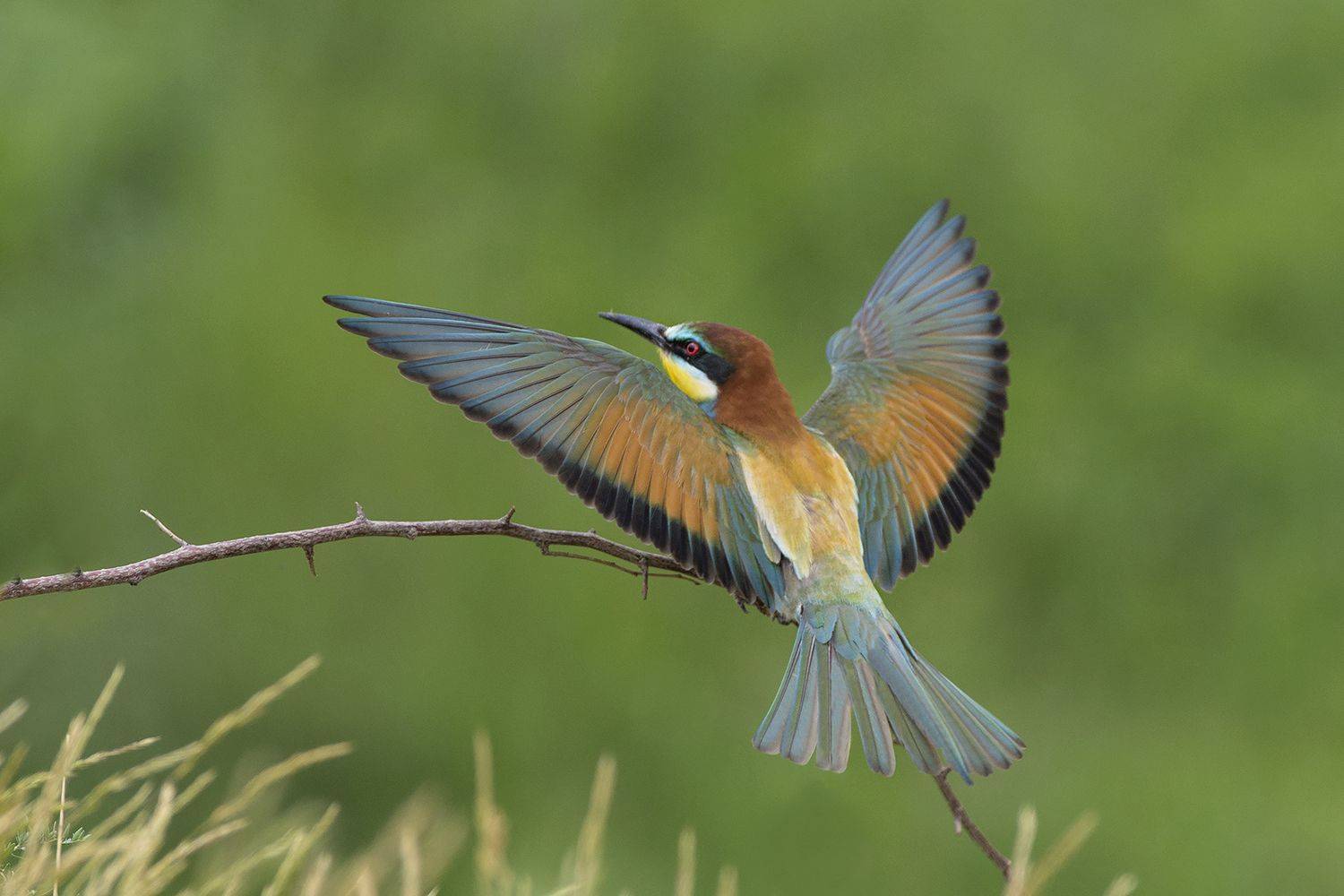 , Евгени Стефанов