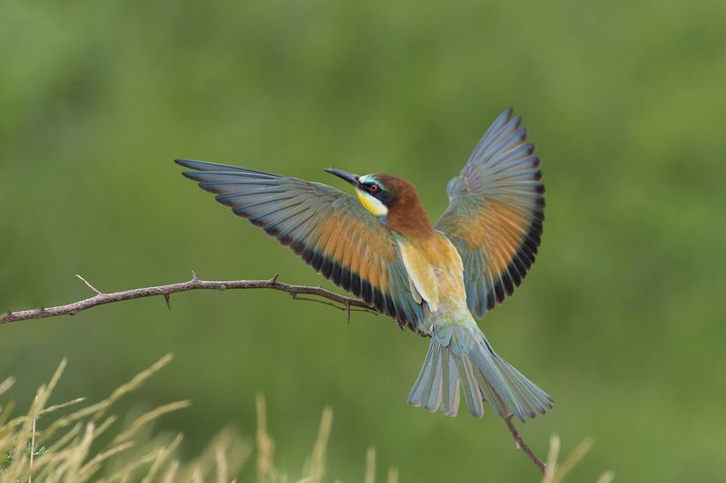 Щурка фото превью