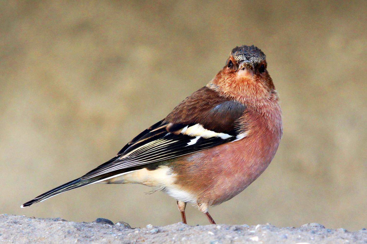 , mehdi karimi souderjani