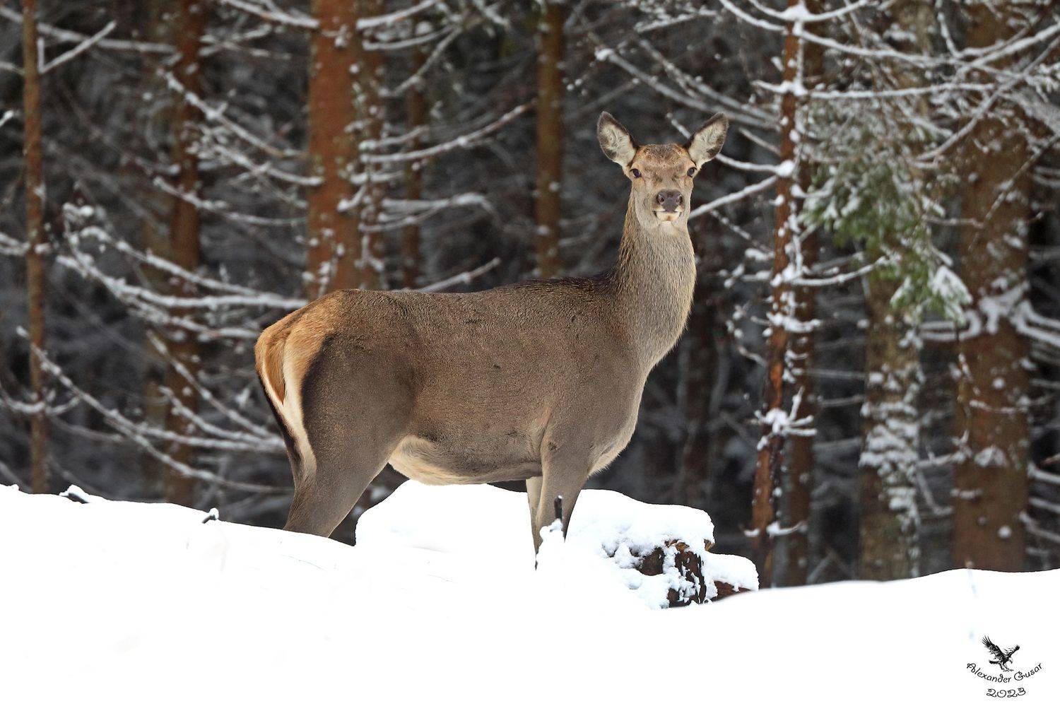 , Александр Гусар