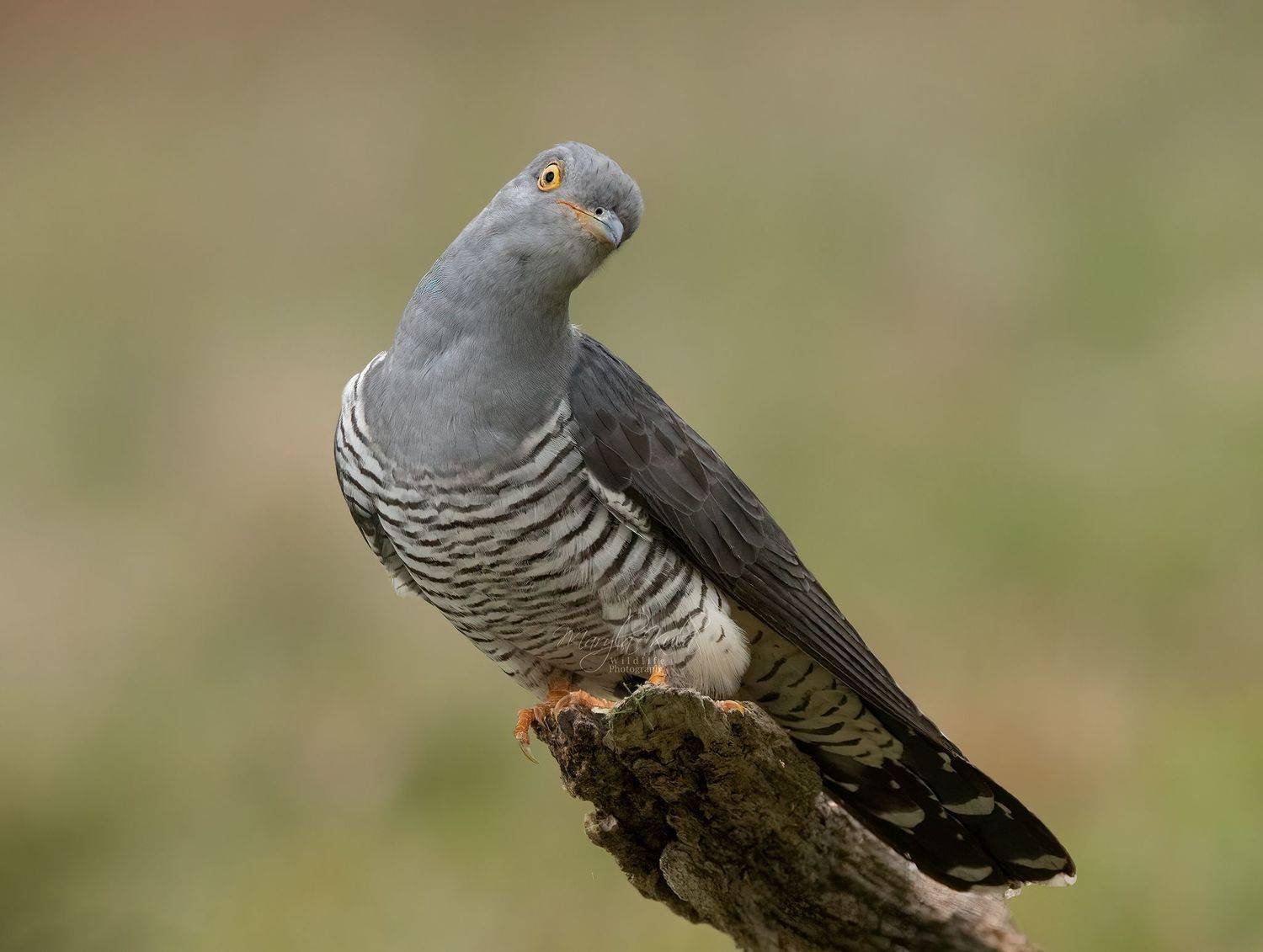 cuckoo, birds, animals, nature, wildlife, canon, sigma 150-600, MARIA KULA