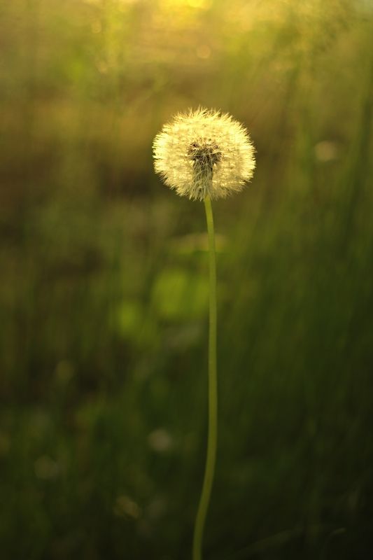 Интроверт фото превью