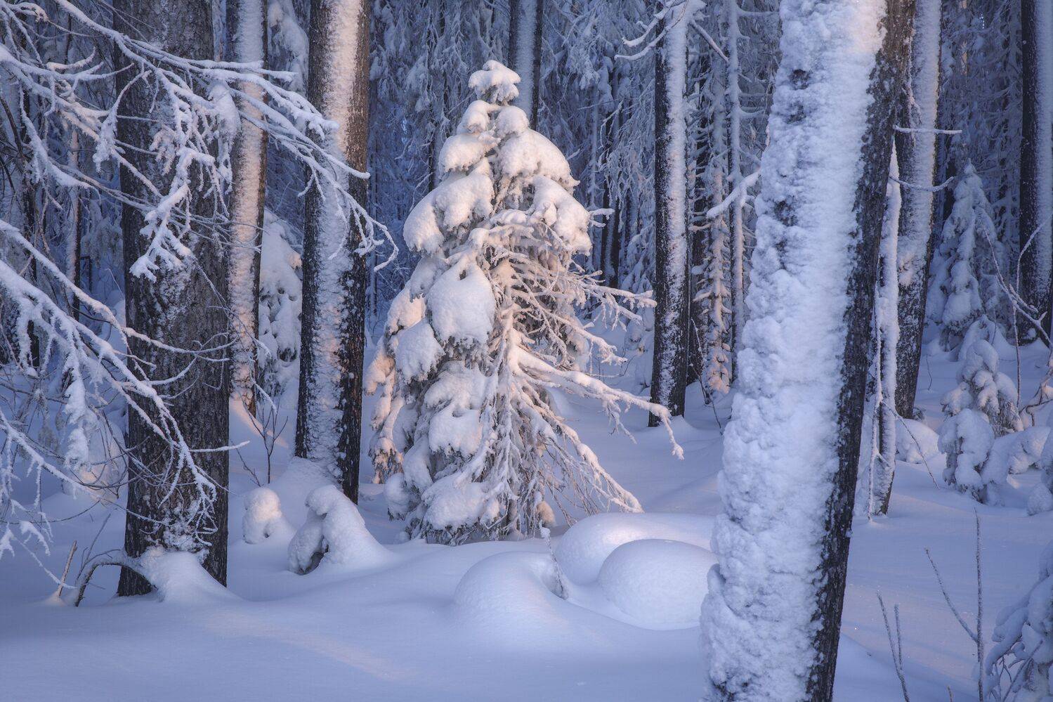 пейзаж, зима, снег, тайга, лес, деревья, landscape, woodland, winter, taiga, snow, рассвет, мороз, утро, коми, sunrise, morning, frozen, komi, Чаланов Иван