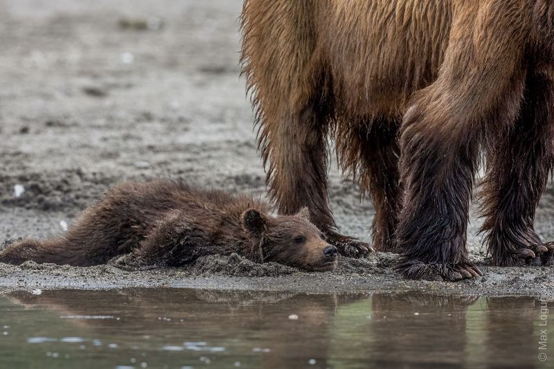 медведь, камчатка - Умаялся! фото превью
