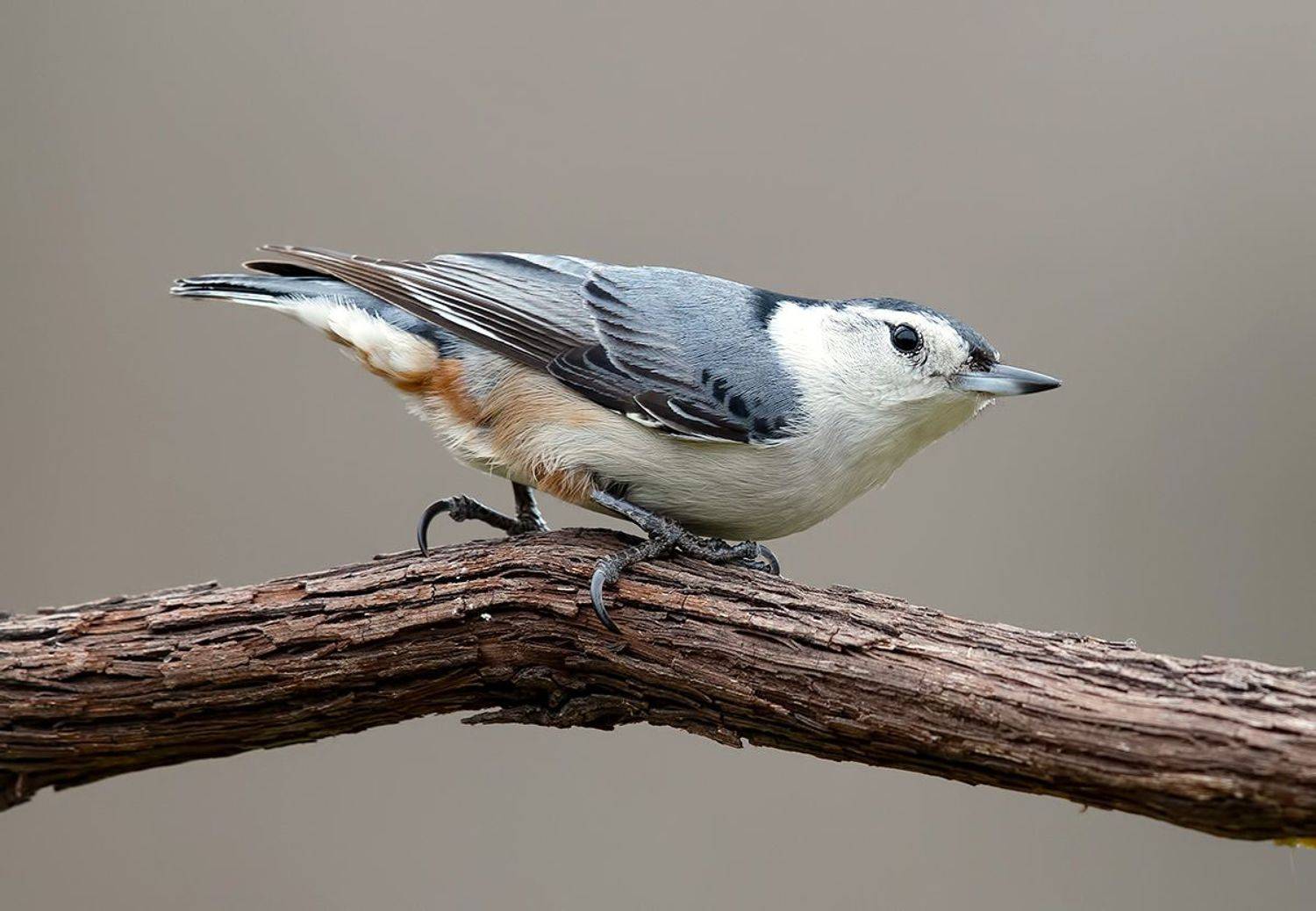 white-breasted nuthatch,  каролинский поползень, nuthatch,поползень, зима, Etkind Elizabeth
