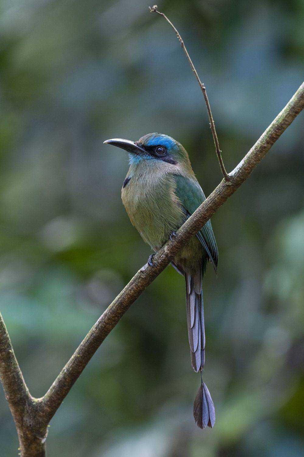 , Burgalin Sequeira Fernando