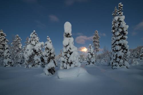 Кольский лес