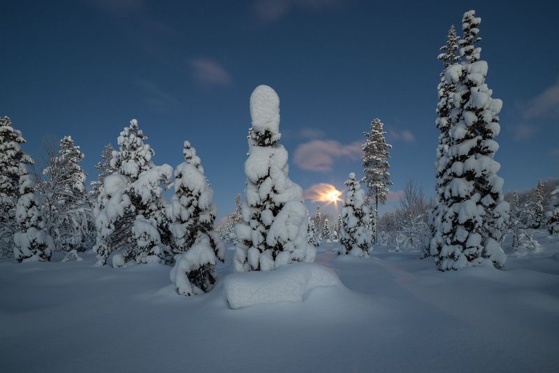 север, кольский, хибины, заполярье, Кольский лес фото превью