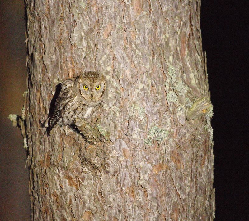 птицы, россии#, фотоохота#, наблюдение, за, птицами#, птицы#, орнитология# Сплюшка или обыкновенная совка фото превью