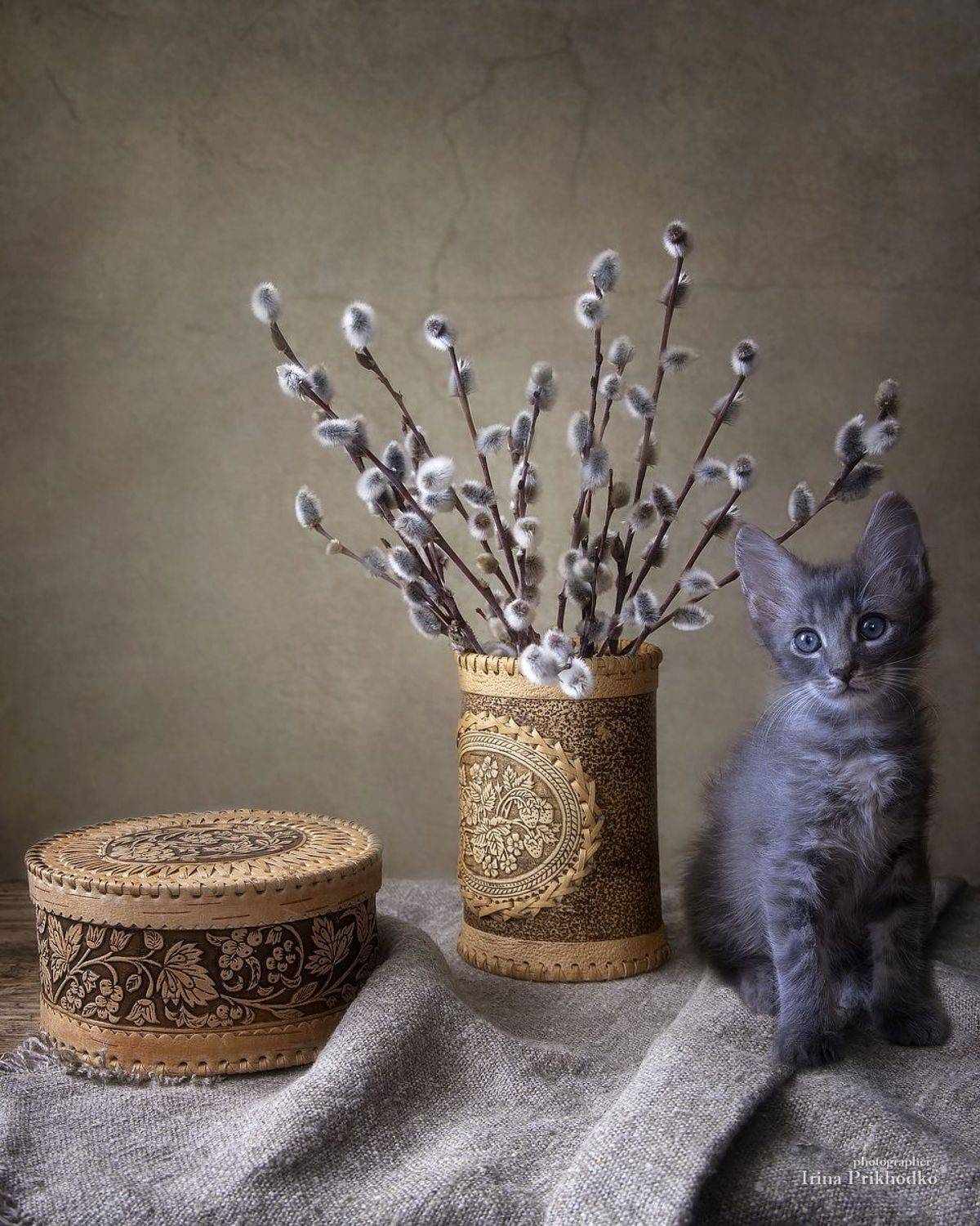 постановочное фото, котенок, весна, верба, домашние питомцы, Приходько Ирина