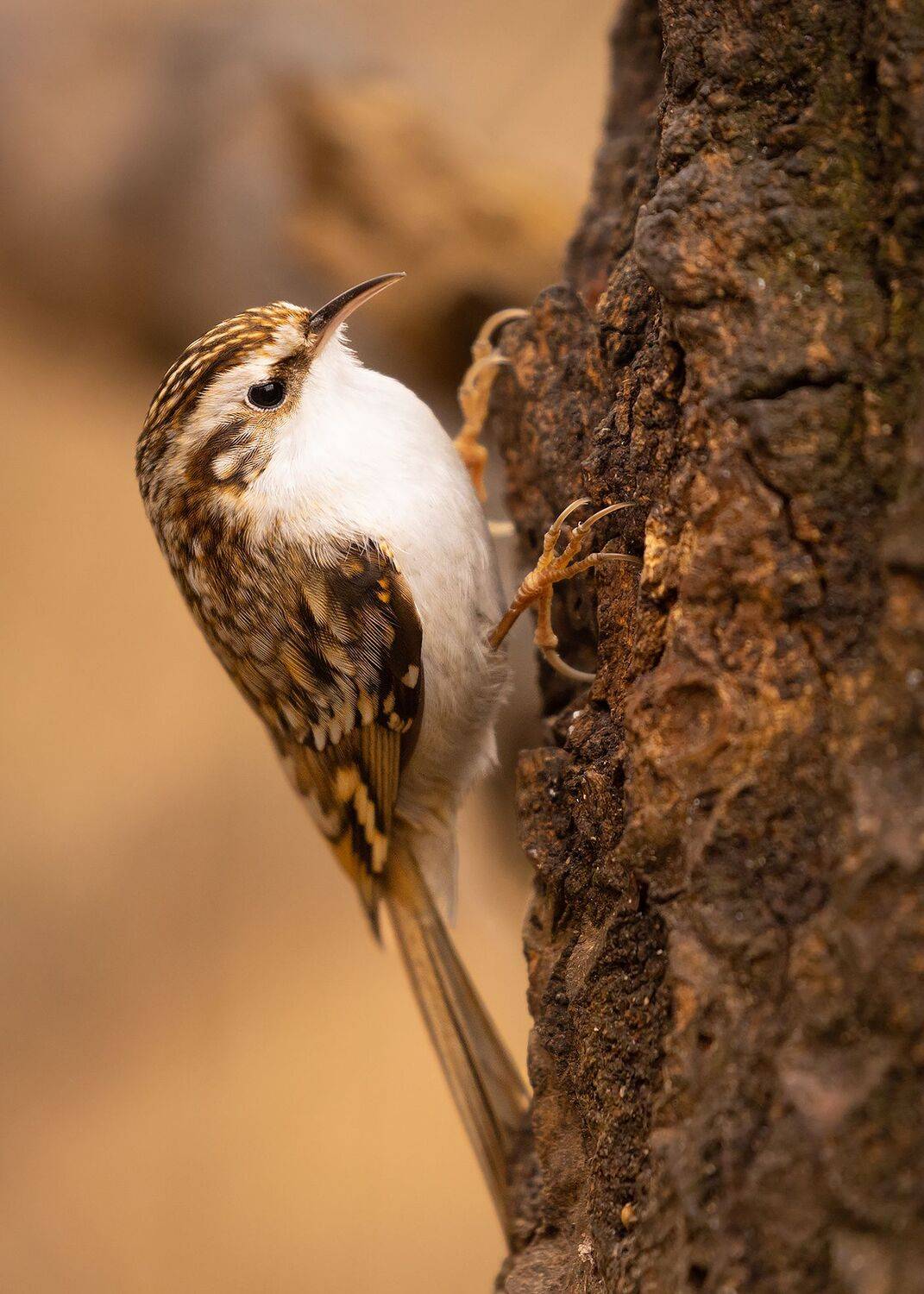 , Robert Adamec