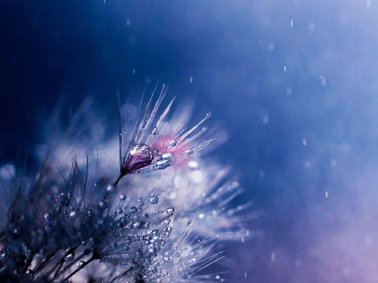 макро, macrophoto, macro, микромир, macro world, Rogozina Olga