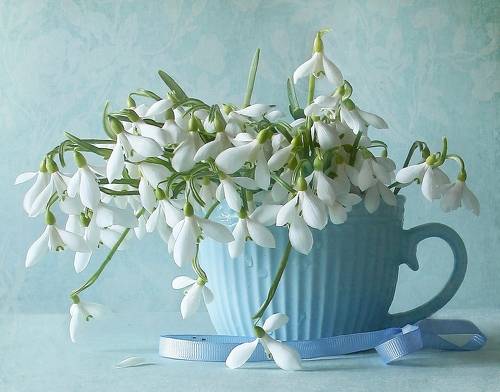 Подснежников дивная нежность