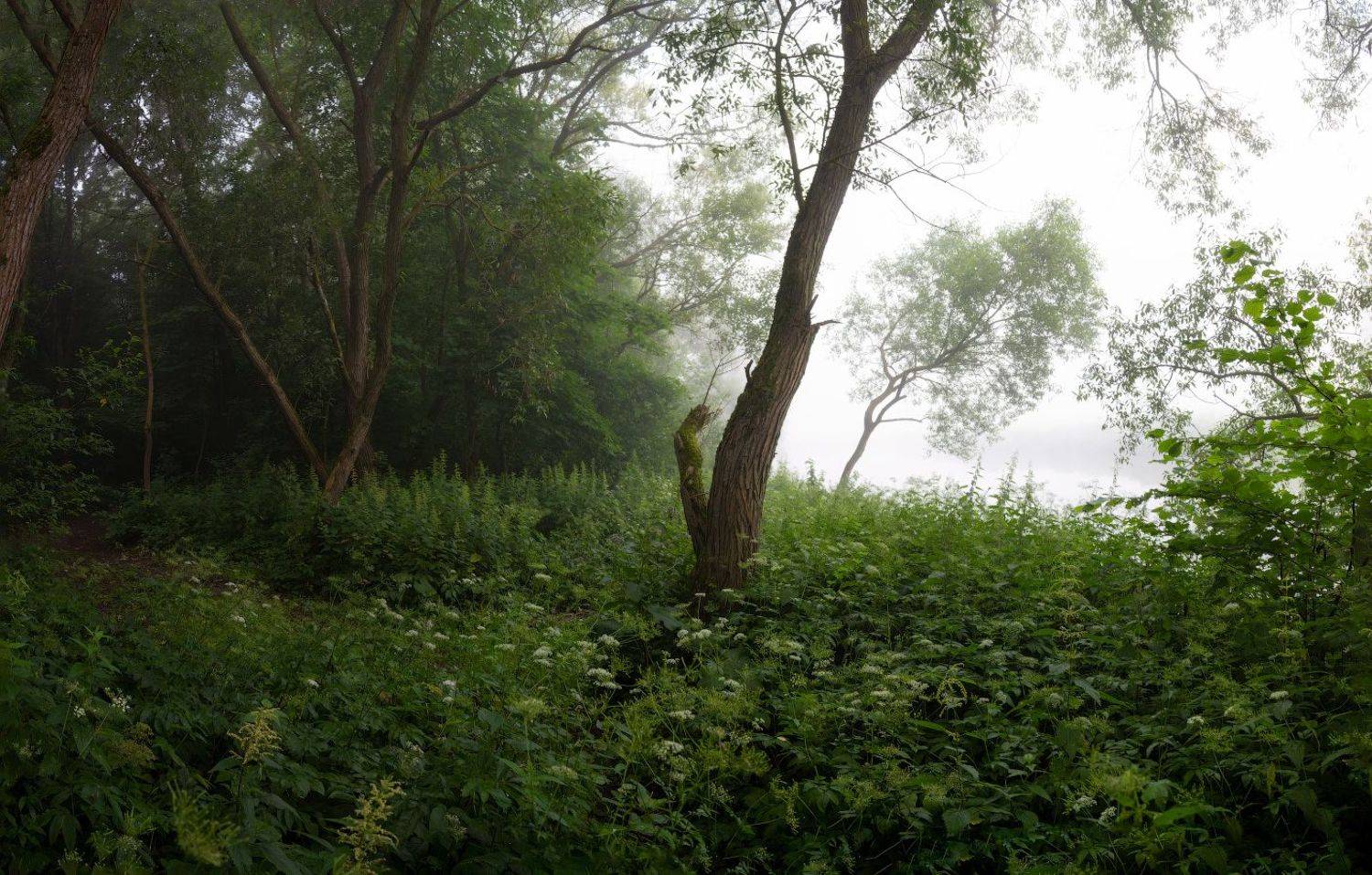 утро, туман, река, деревья,, Сергей Шабуневич