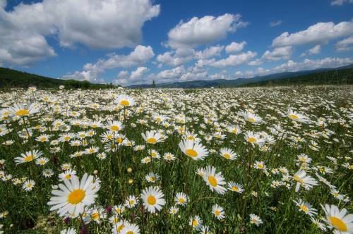 Май в Байдарской долине
