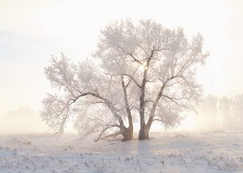 Мороз и солнце, день чудесный... Frost and sun, a wonderful day ...
