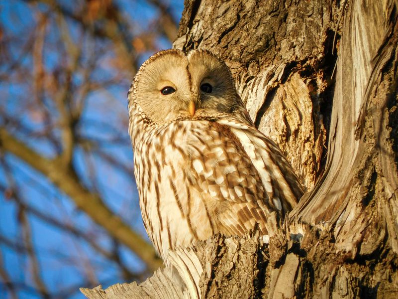 сова, неясыть  фото превью