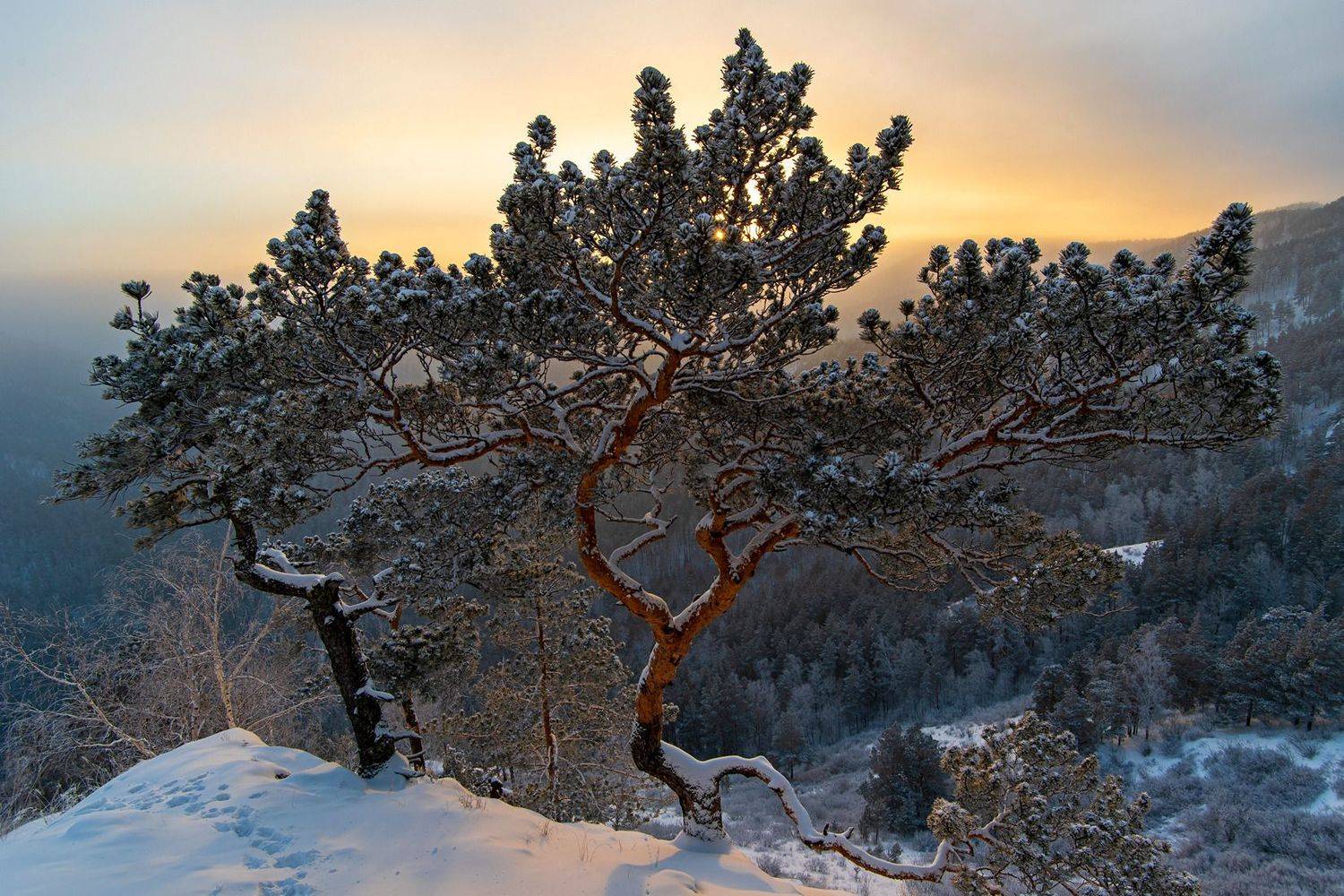 сосна зима мороз столбы вечер закат иней, Юрий Мальцев