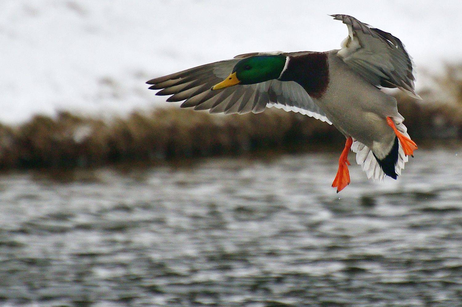 , Корнейчук Игорь