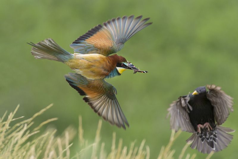 Щурка фото превью