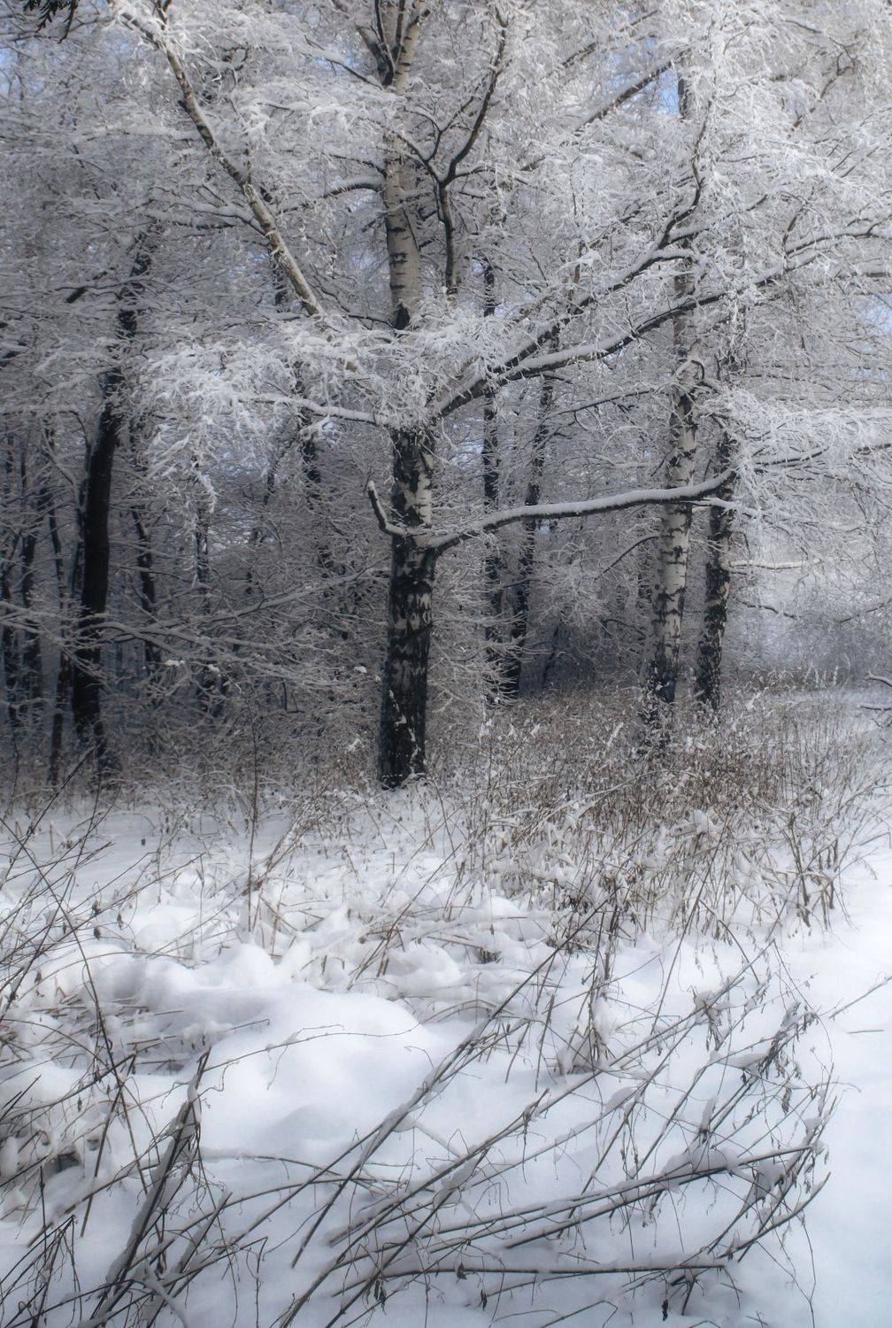 зима, winter, природа, nature, landscape, пейзаж, лес, forest, снег, snow, Julia Kaissa