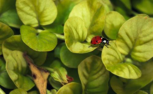 Вербейниковые луга