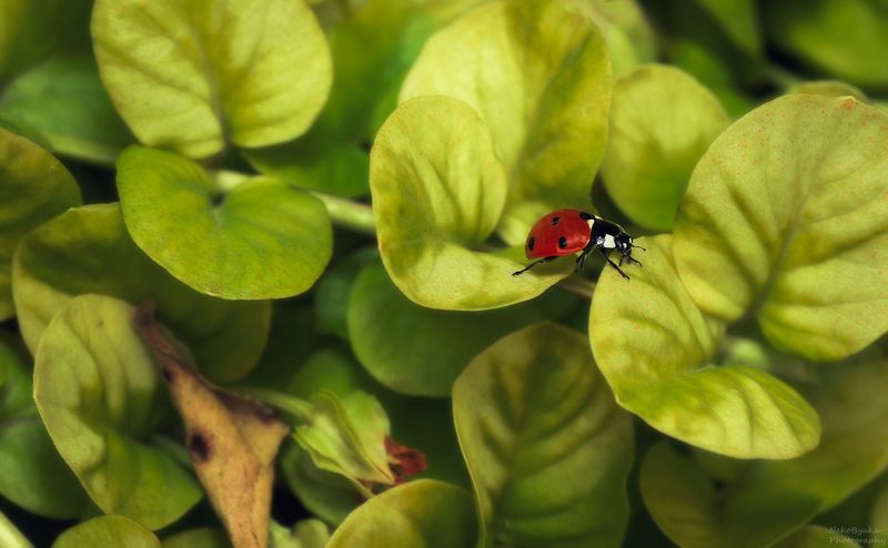 Вербейниковые луга фото превью
