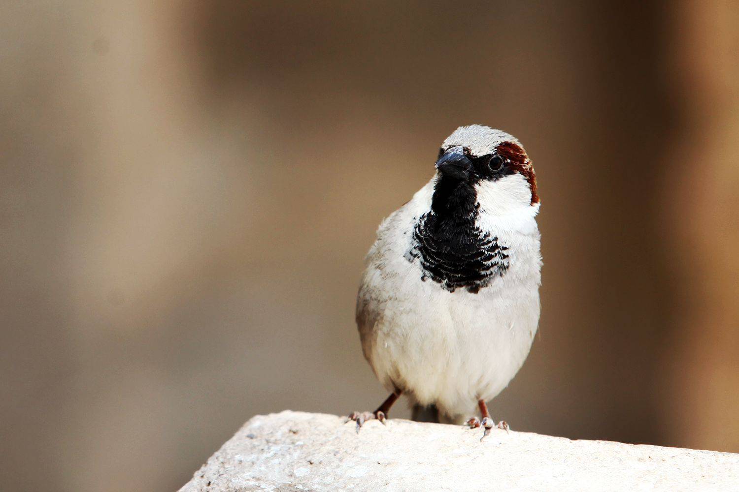 , mehdi karimi souderjani