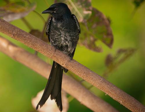 black drongo