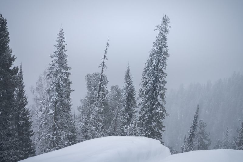 Елки-палки... Spruce-stick… фото превью