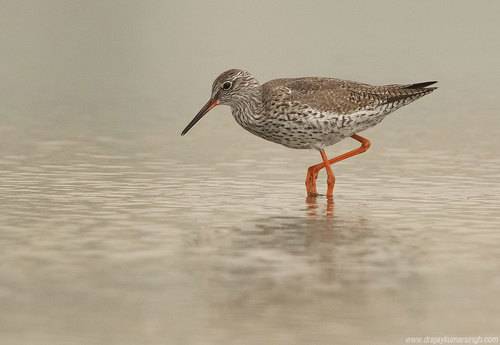 Spotted redshank