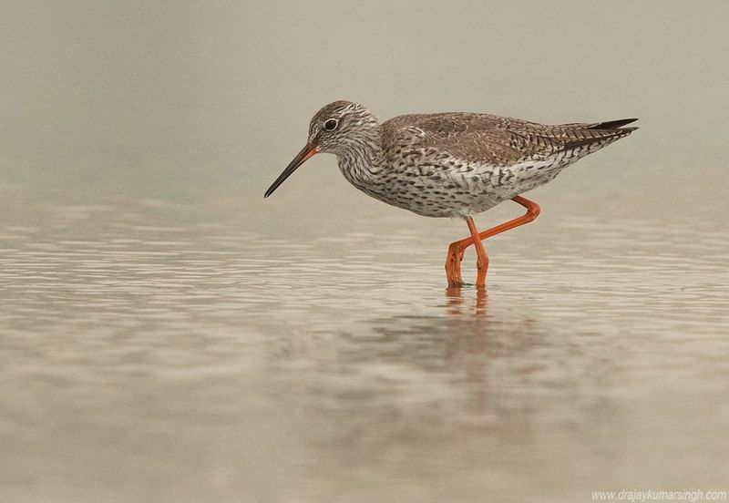 redshank Spotted redshank фото превью
