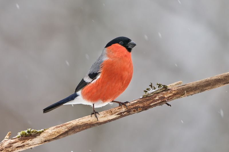 Снегирь фото превью