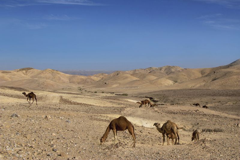 Корабли пустыни фото превью