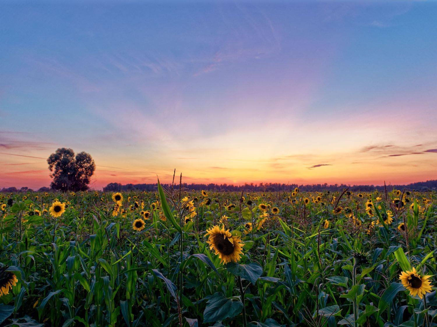 подсолнух, закат, лето, Alexey
