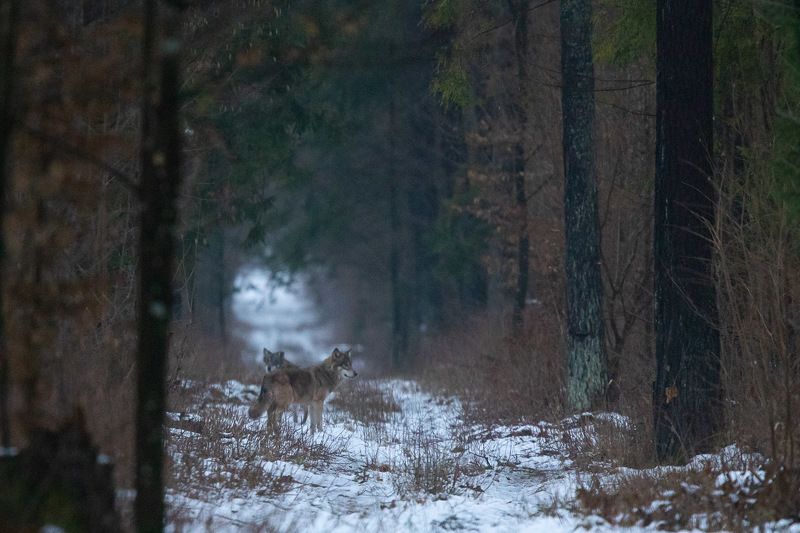 ssaki,wilki,las,przyroda,białowieża,natura Wilki фото превью