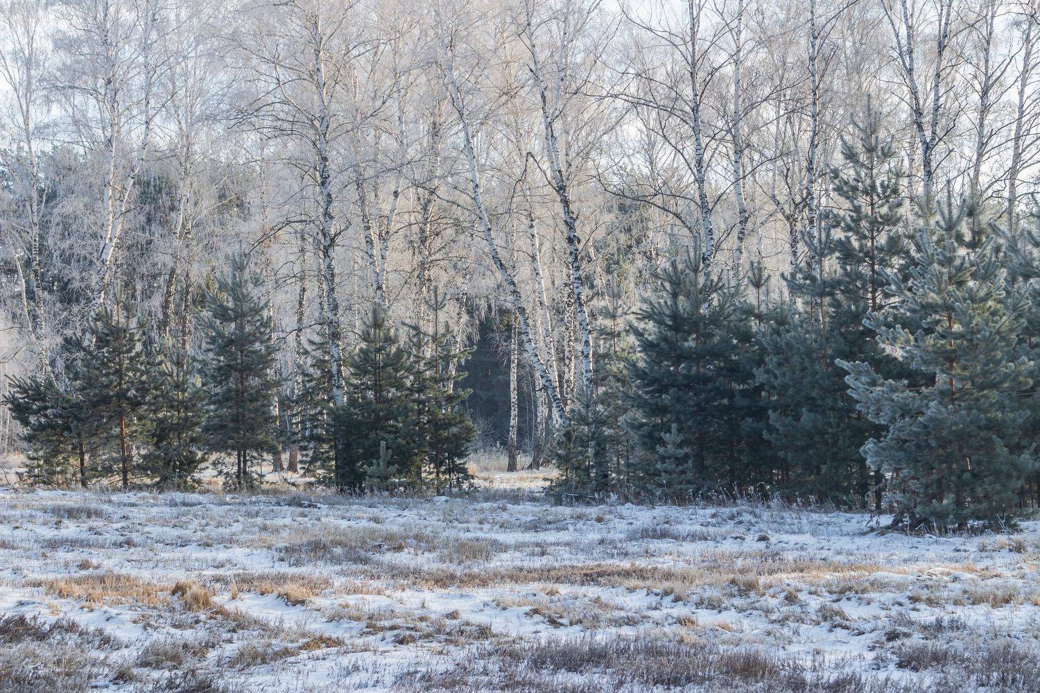 лес, деревья, зима, иней, природа, Востриков Руслан