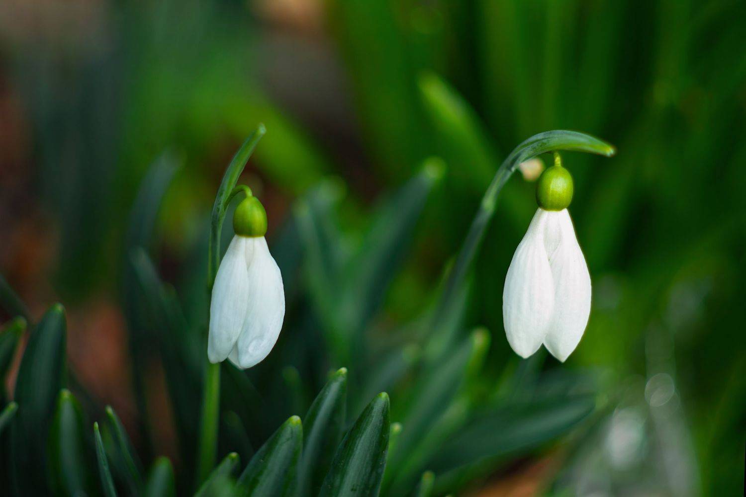 sigma sd quattro . crimea, Дмитрий Цыпляев