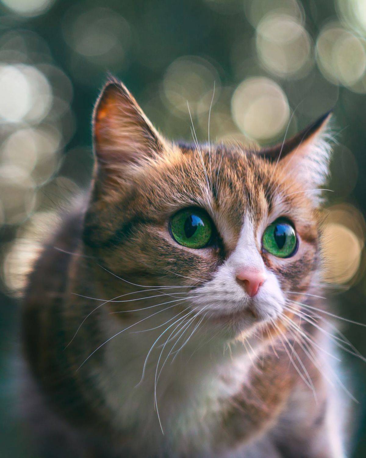 , Алёна Сурнина