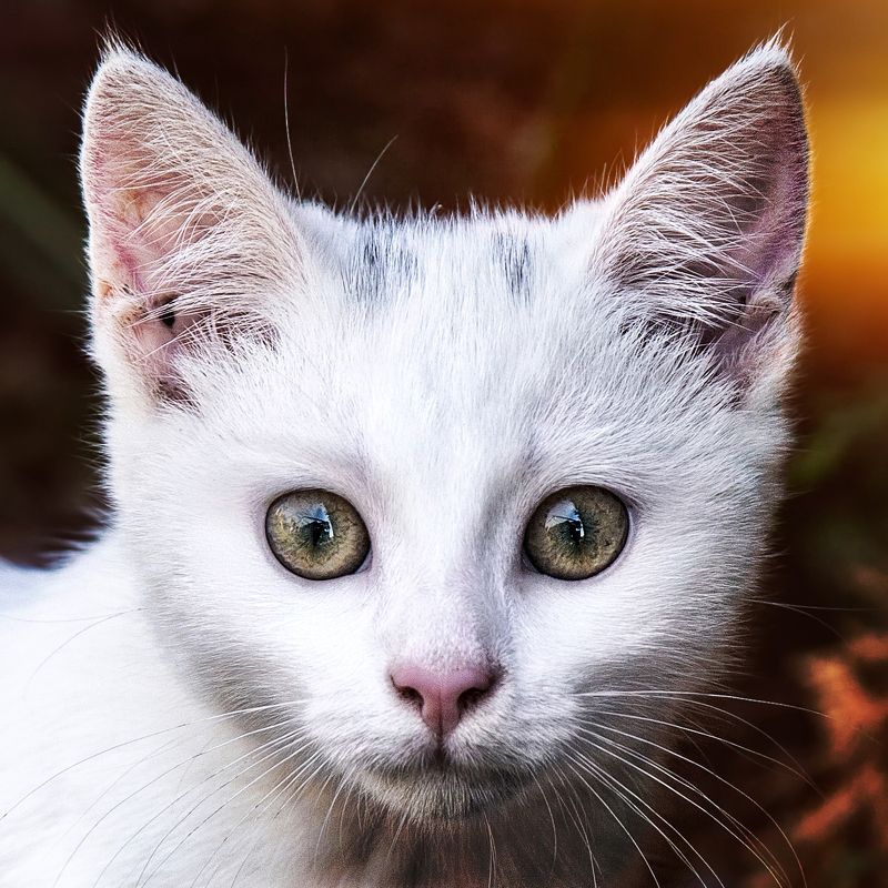 cat ... фото превью