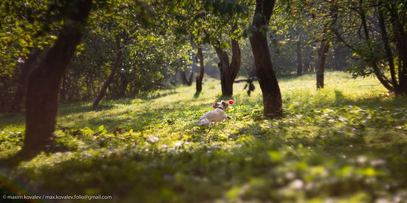 europe, kuzminki, moscou, moscow, russia, animal, ball, dog, garden, nature, orchard, park, plant, spaniel, tree, европа, кузьминки, москва, россия, дерево, животное, мяч, парк, природа, пёс, растение, сад, сад фруктовый, собака, спаниель Игра в мяч в Кузьминках под сенью фруктового сада в первые дни осени, так похожей ещё на лето фото превью