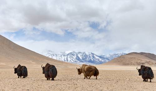 Носят яки облака на спинах