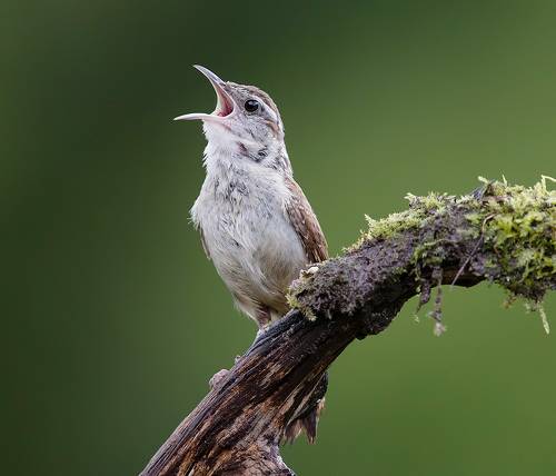 Carolina Wren -Крапивник Каролинский