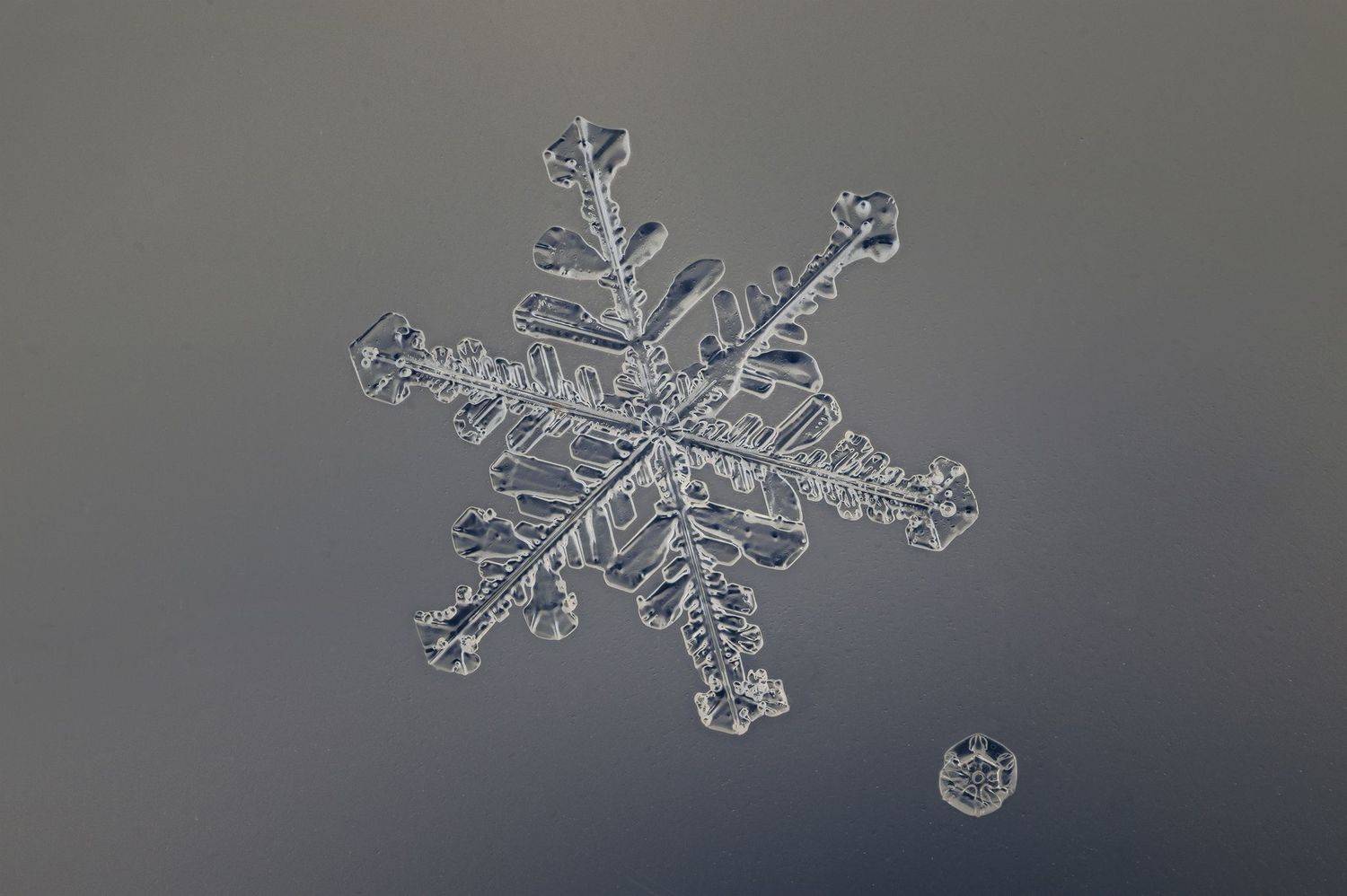 ceclii, macro, Ganev Tsvetan